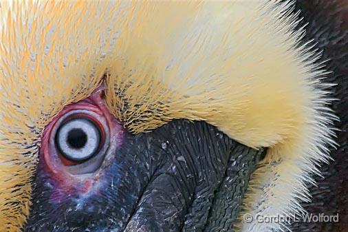 Pelican Eye_42018.jpg - Brown Pelican (Pelecanus occidentalis)Photographed along the Gulf coast on Mustang Island near Corpus Christi, Texas, USA.